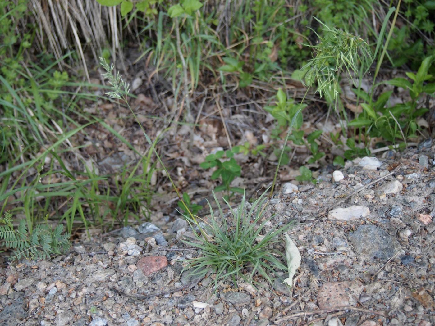 Meadow-grass, Bulbous plant